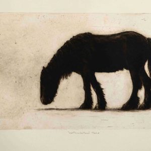 Northumberland Horse a Etching by the Artist Helen Fay