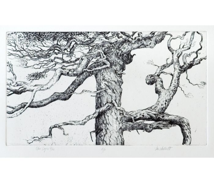 An etching by Ian Westacott titled 'Glen Loyne Pine'