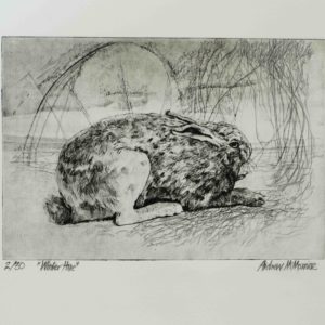 Winter Hare a Polymer Photogravure by the Artist Andrew McMorrine